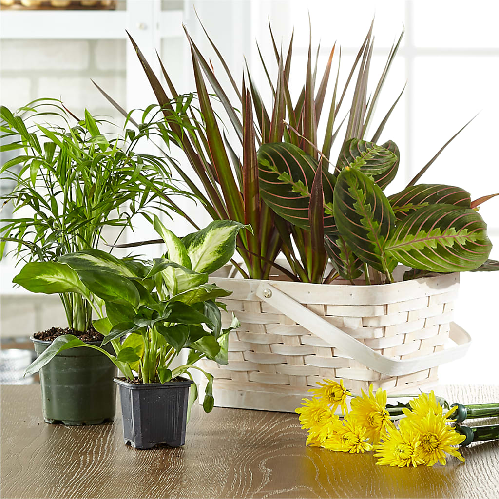 Florist Designed Blooming and Green Plants in a Basket – The Asheville Florist, Swannanoa NC