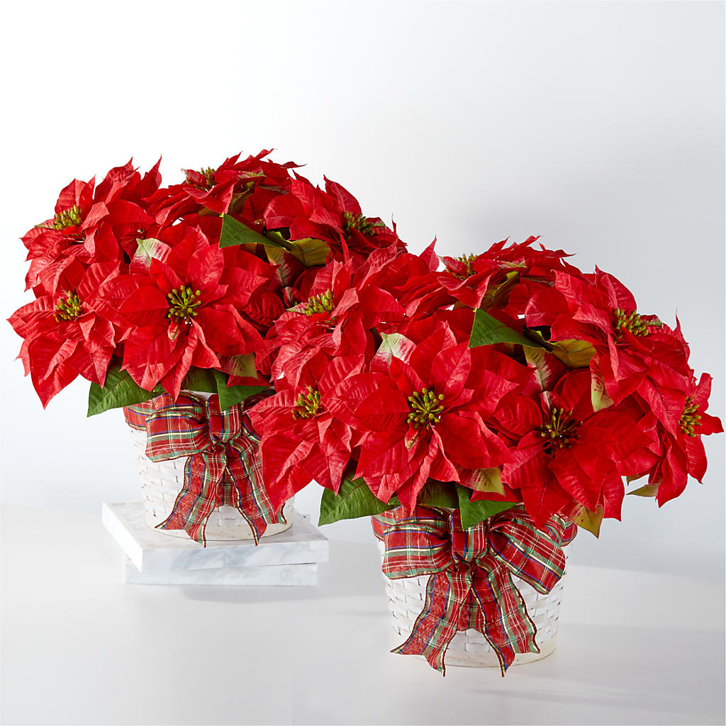 Happiest Holidays Poinsettia Bundle – The Asheville Florist, Swannanoa NC
