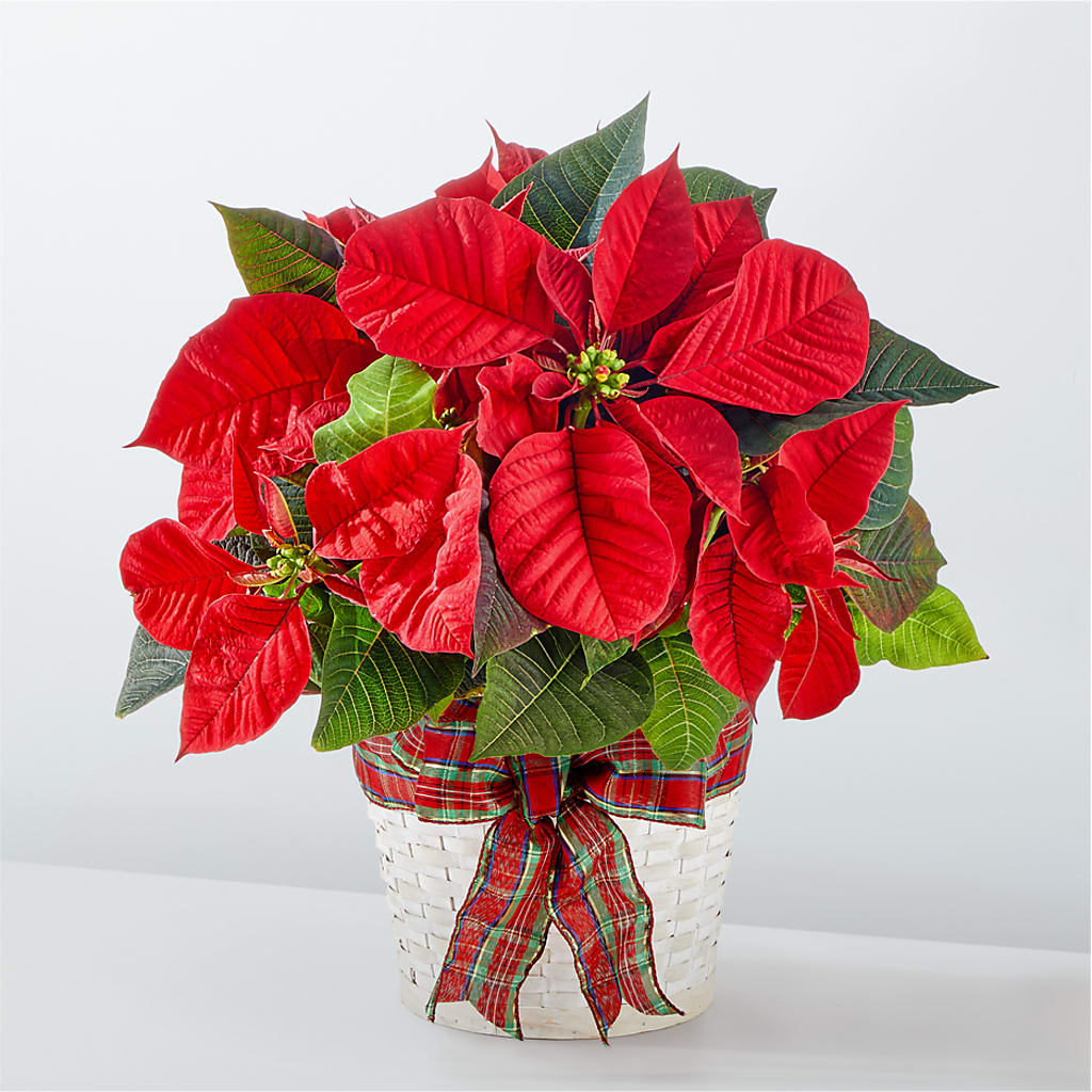 Happiest Holidays Poinsettia – The Asheville Florist, Swannanoa NC