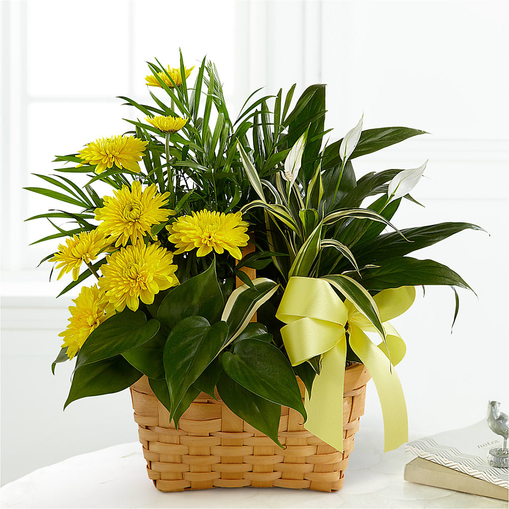 Loving Light Dishgarden – The Asheville Florist, Swannanoa NC