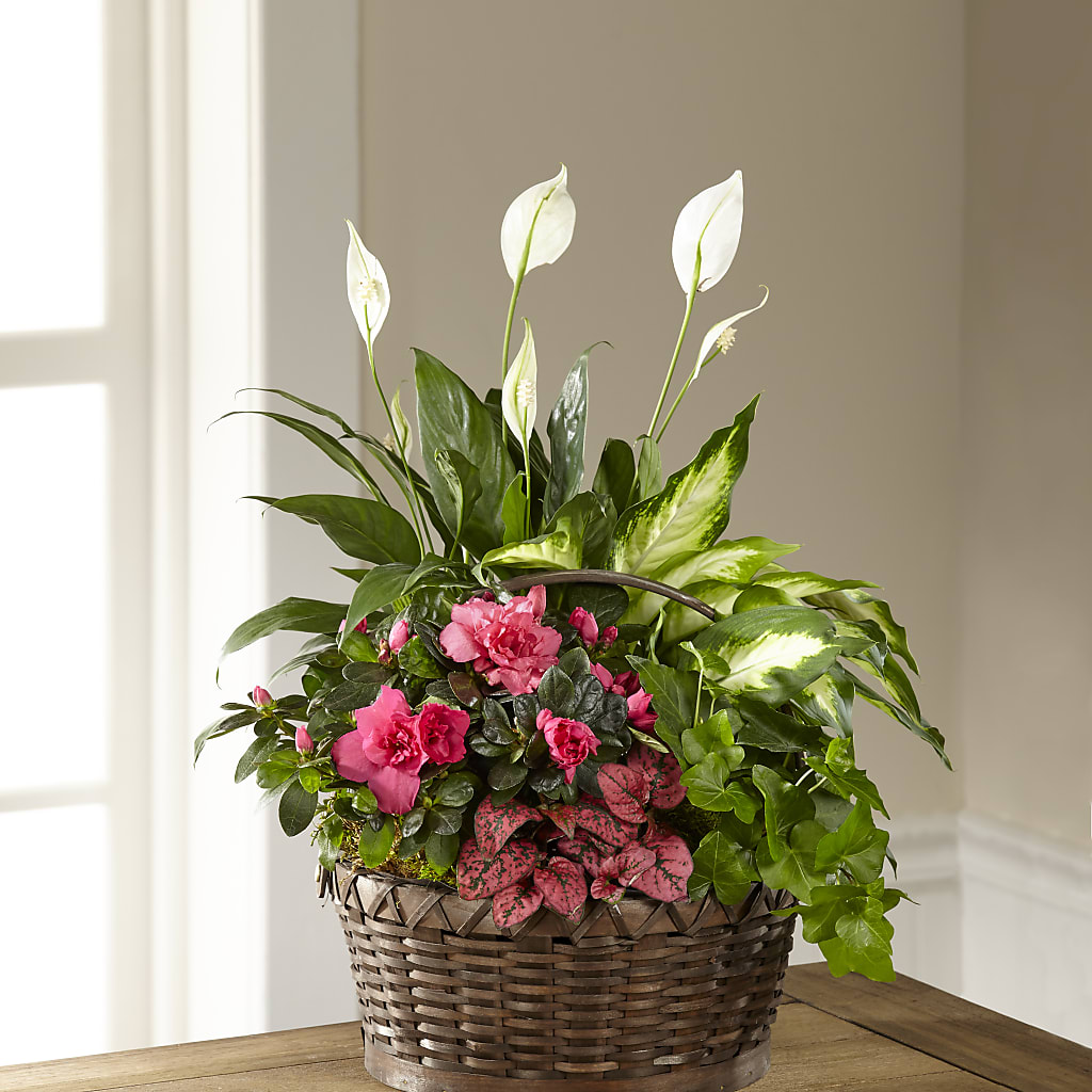 Dream in Pink Dishgarden – The Asheville Florist, Swannanoa NC