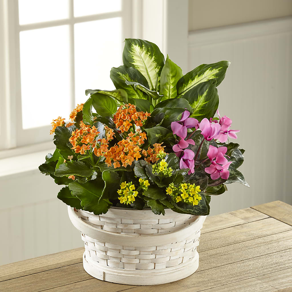 Color Crush Dishgarden – The Asheville Florist, Swannanoa NC