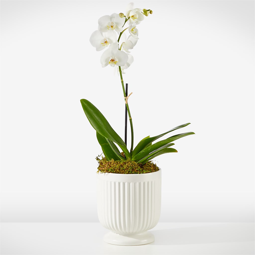 Whispering White Orchid – The Asheville Florist, Swannanoa NC