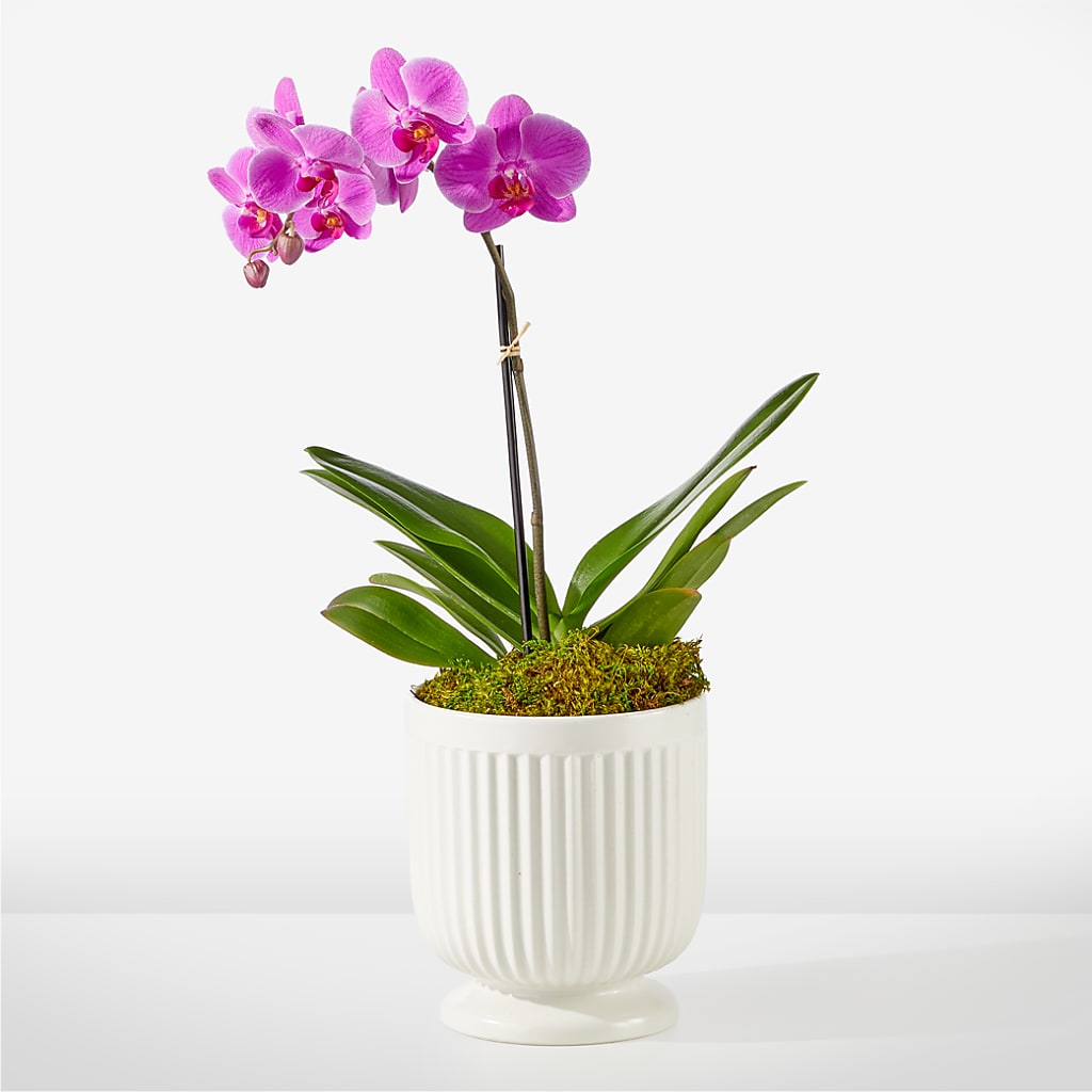 Friendly Fuchsia Orchid – The Asheville Florist, Swannanoa NC