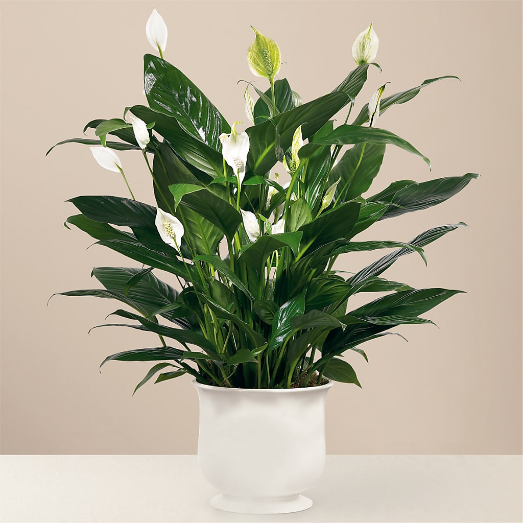 Comfort Planter – The Asheville Florist, Swannanoa NC