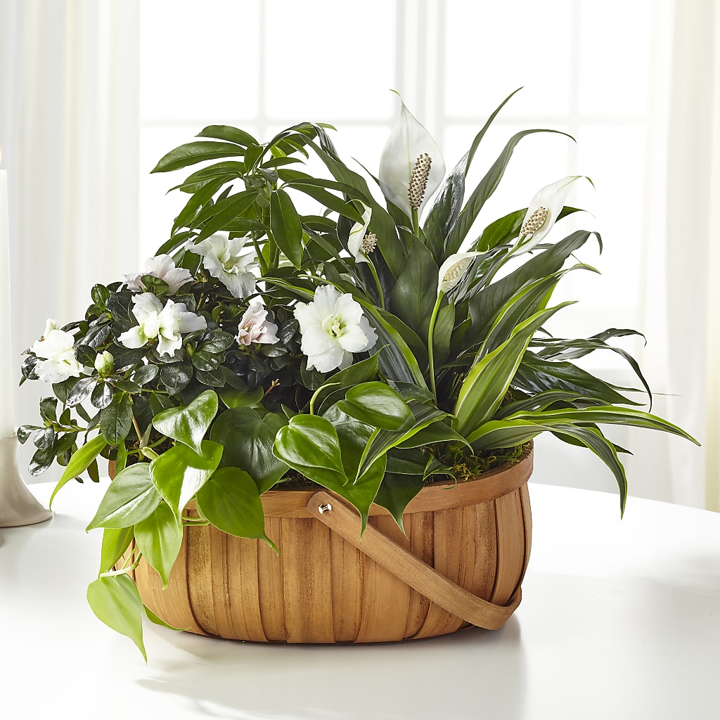 Serene Dishgarden – The Asheville Florist, Swannanoa NC
