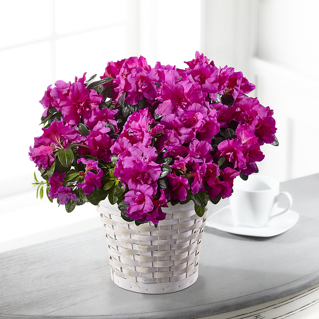 Hope & Serenity Azalea Plant – The Asheville Florist, Swannanoa NC