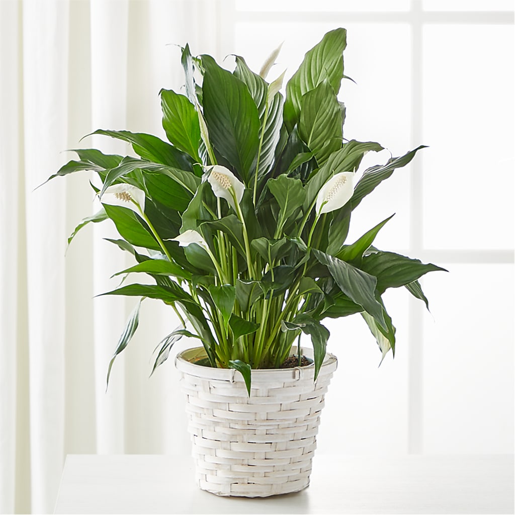 A New Leaf Peace Lily – The Asheville Florist, Swannanoa NC