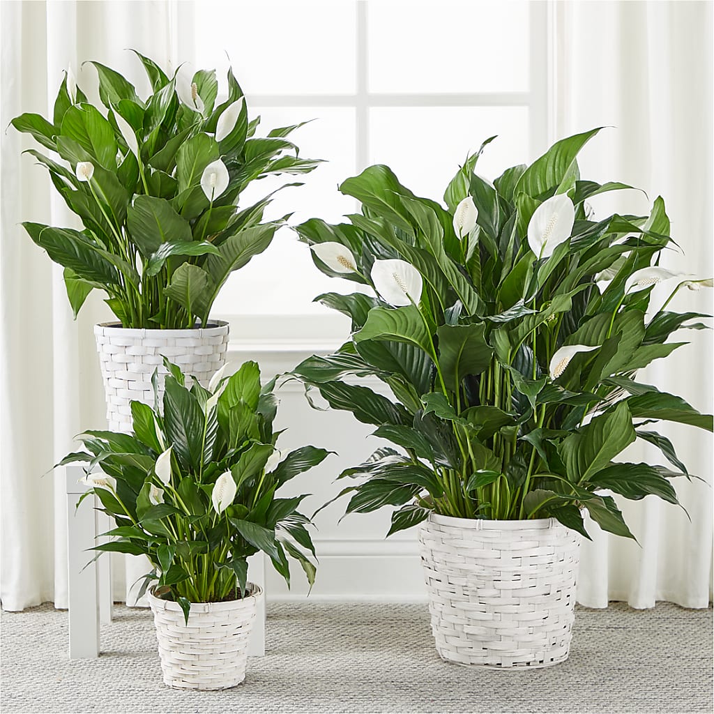 A New Leaf Peace Lily – The Asheville Florist, Swannanoa NC