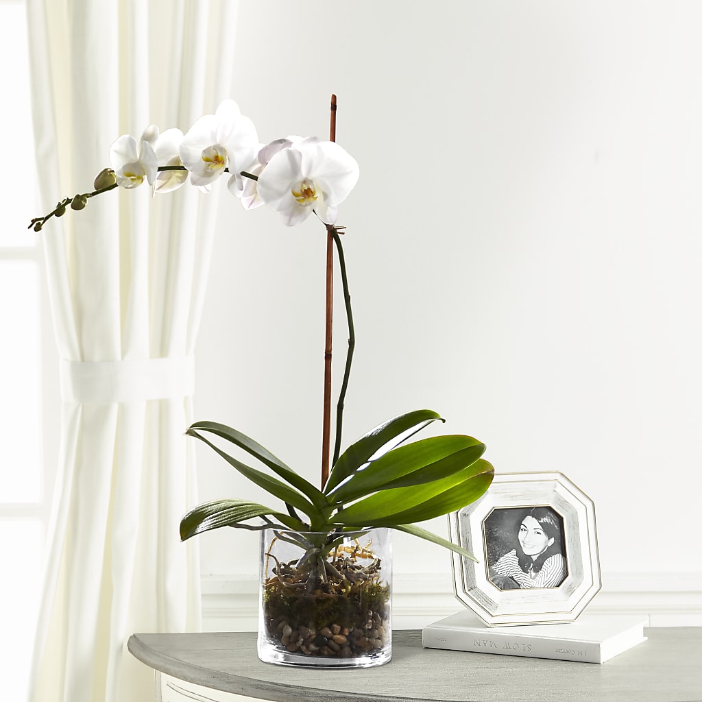 White Orchid Planter – The Asheville Florist, Swannanoa NC