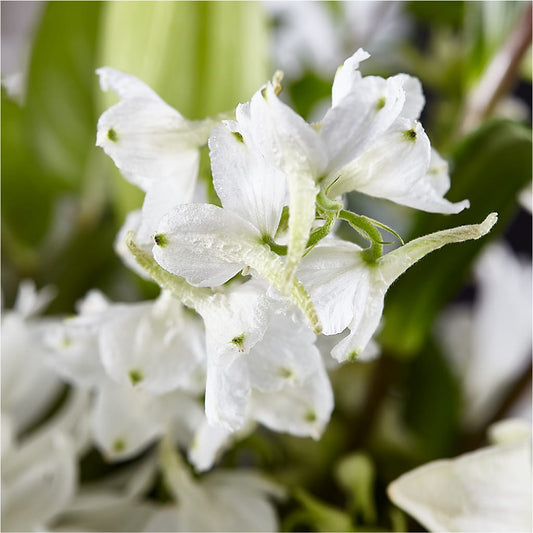 Classic Ivory – A Florist Original – The Asheville Florist, Swannanoa NC