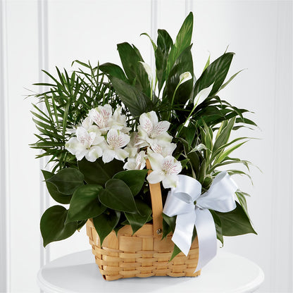 Peace & Serenity Dishgarden –  The Asheville Florist, Swannanoa NC