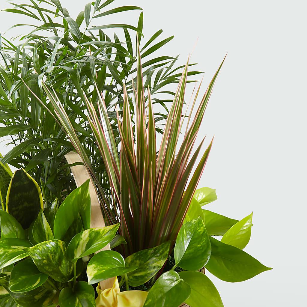 French Garden –  The Asheville Florist, Swannanoa NC