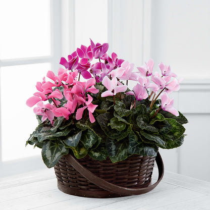 Mixed Cyclamen Planter –  The Asheville Florist, Swannanoa NC