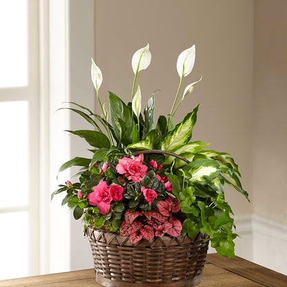 Dream in Pink Dishgarden –  The Asheville Florist, Swannanoa NC