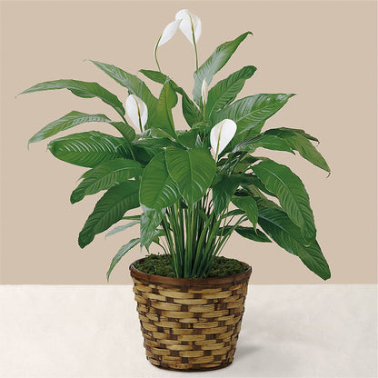 Tranquil Moments Peace Lily Plant –  The Asheville Florist, Swannanoa NC
