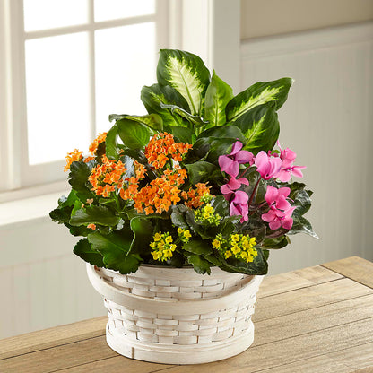 Color Crush Dishgarden –  The Asheville Florist, Swannanoa NC