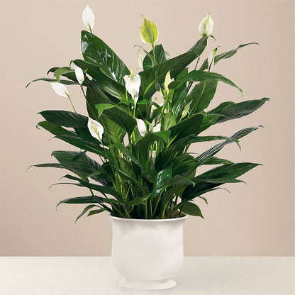 Comfort Planter –  The Asheville Florist, Swannanoa NC