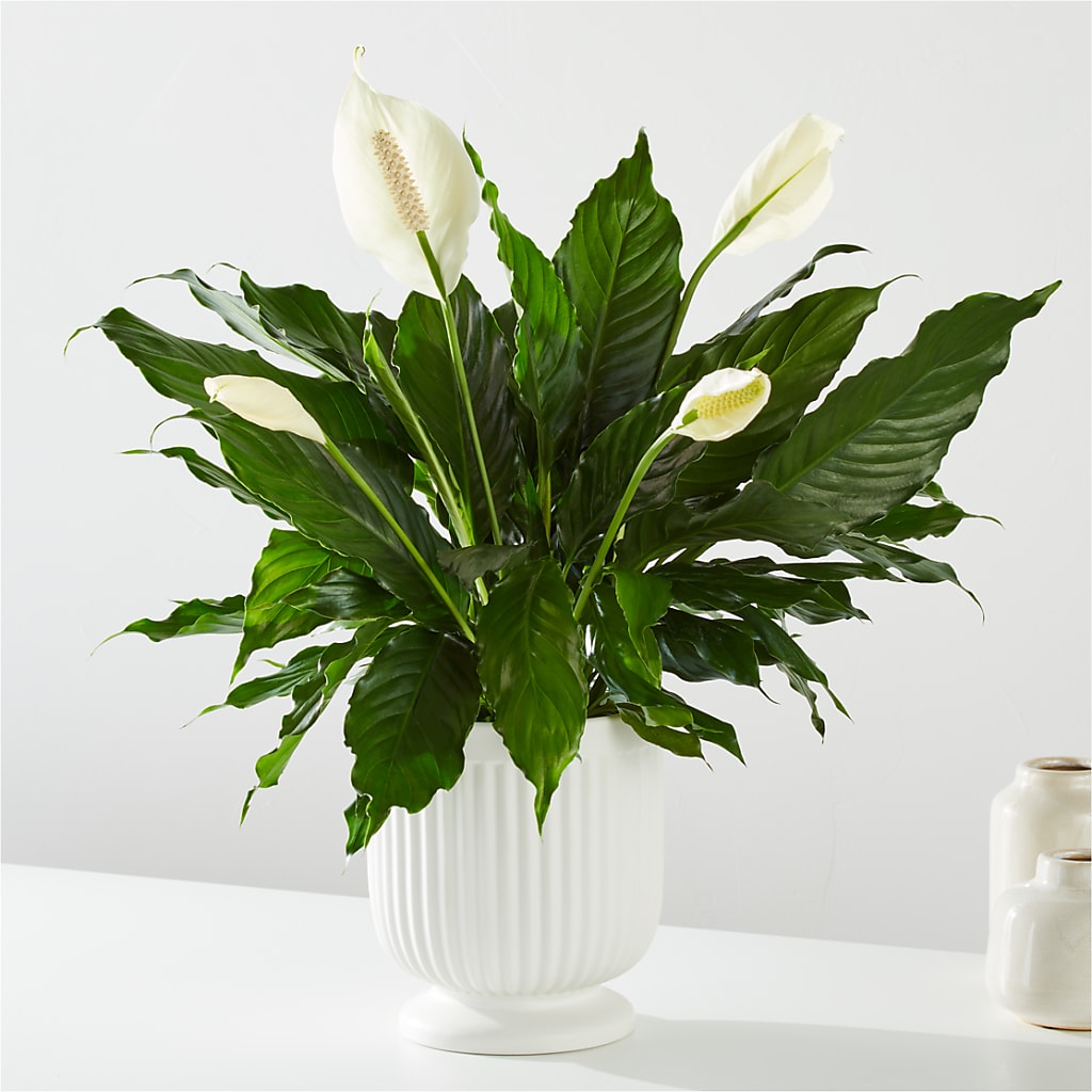 Comfort Planter –  The Asheville Florist, Swannanoa NC