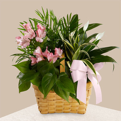 Living Spirit Dishgarden –  The Asheville Florist, Swannanoa NC