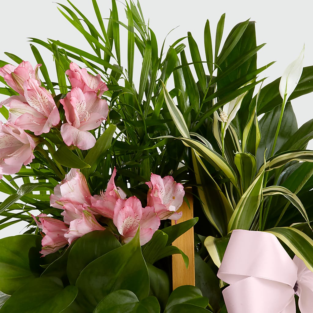 Living Spirit Dishgarden –  The Asheville Florist, Swannanoa NC