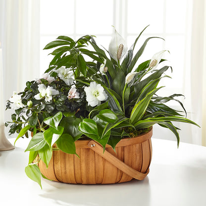 Serene Dishgarden –  The Asheville Florist, Swannanoa NC