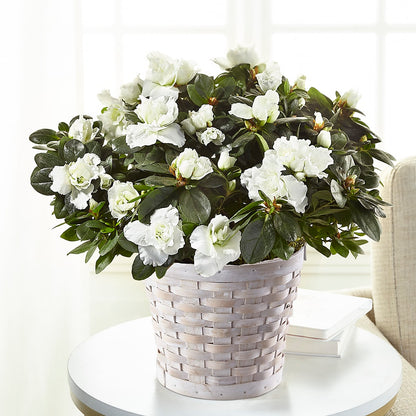 White Azalea Plant –  The Asheville Florist, Swannanoa NC