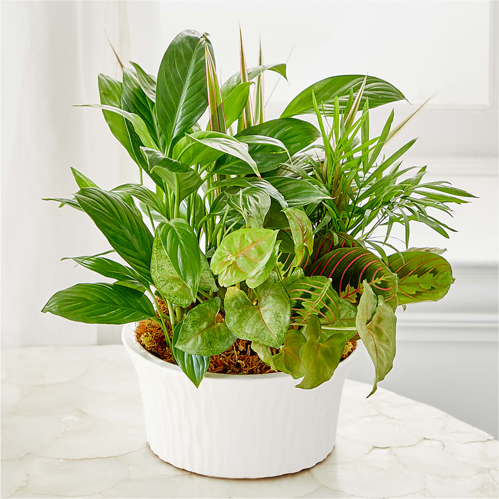 Balance & Harmony Dishgarden –  The Asheville Florist, Swannanoa NC