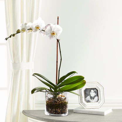 White Orchid Planter –  The Asheville Florist, Swannanoa NC